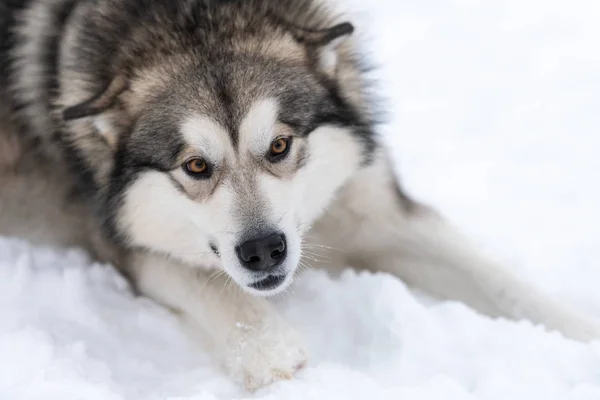 ハスキー犬の肖像画、冬の雪の背景。そり犬の訓練の前に歩く上で面白いペット. — ストック写真