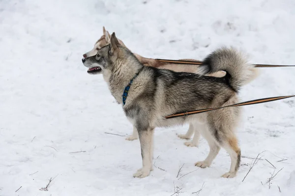 Husky honden op de kabel, wachten op sledehond race, winter achtergrond. Sommige volwassen huisdieren voor sportcompetitie. — Stockfoto