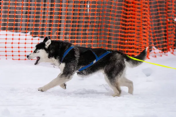 Sled dog racing. Husky sled dogs team in harness run and pull dog driver. Winter sport championship competition.