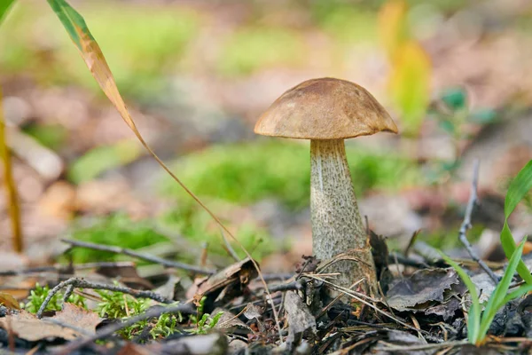 Leccinum versipelle hongo. Bolete de abedul naranja en el bosque de otoño. Recogida estacional de setas comestibles — Foto de Stock