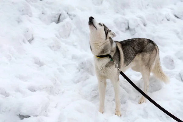 Husky hond huilt en blaft, grappig huisdier. Grappig huisdier bij het wandelen voor sledehond training. — Stockfoto