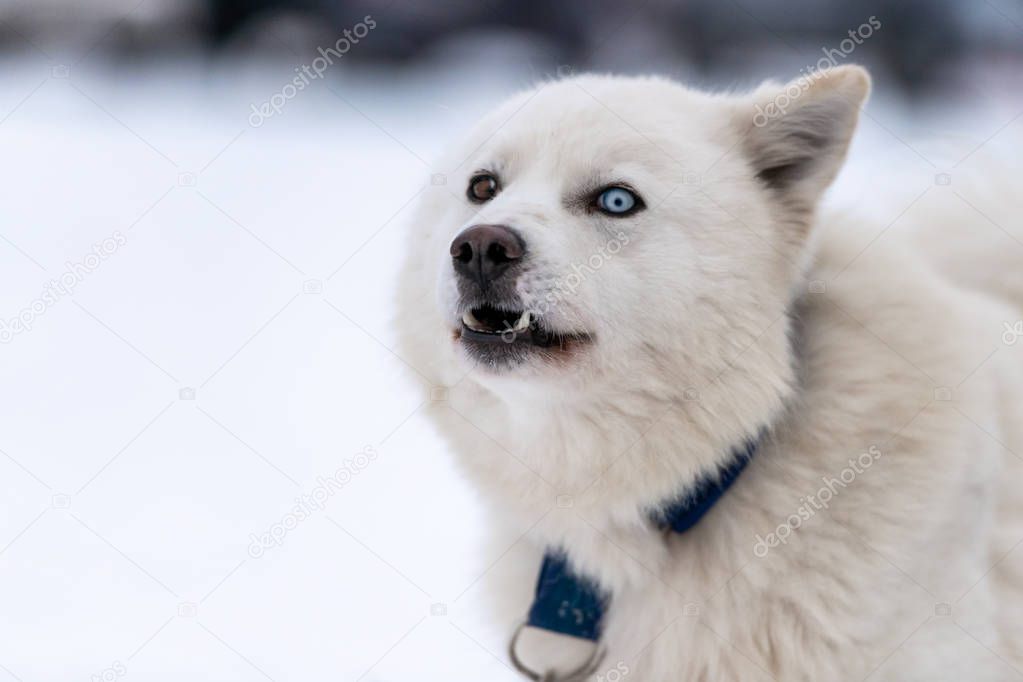 Husky dog funny grin portrait, winter snowy background. Funny pet on walking before sled dog training. Beautiful blue eyes.