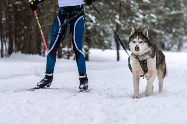 Kızak köpek kayağı. Husky kızağı köpek sürücüsü. Spor şampiyonası yarışması.