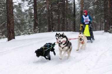 Kızak köpek yarışı. Husky kızak köpekleri takım köpek sürücüsü ile bir kızak çekin. Kış yarışması.
