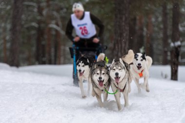 Kızak köpek yarışı. Husky kızak köpekleri takım köpek sürücüsü ile bir kızak çekin. Kış yarışması.