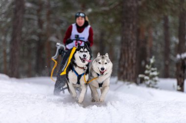 Kızak köpek yarışı. Husky kızak köpekleri takımı köpek musher ile kızak çekiyor. Kış yarışması.