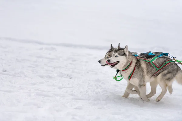 Carreras de trineos. Husky trineo perros equipo en arnés ejecutar y tirar de perro conductor. Campeonato de deportes de invierno competición . — Foto de Stock