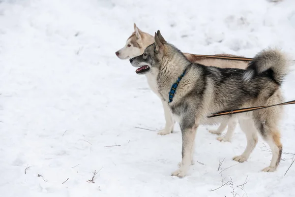 Husky-Hunde am Seil, warten auf Schlittenhunderennen, winterlicher Hintergrund. Einige erwachsene Haustiere vor dem Wettkampf. — Stockfoto