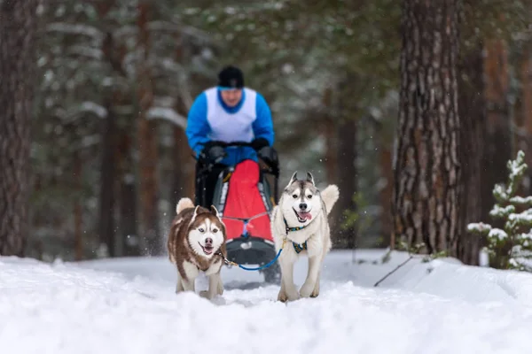 Corrida de cães de trenó. Husky trenó cães equipe puxar um trenó com cão musher. Competição de Inverno . — Fotografia de Stock