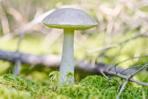 Seta de abedul. Hongos comestibles que crecen en musgo. Bolete de pantano fantasma blanco. Copiar espacio — Foto de Stock