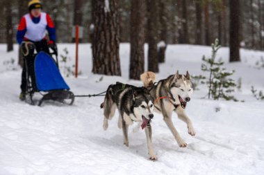 Kızak köpek yarışı. Husky kızak köpekleri takımı köpek musher ile kızak çekiyor. Kış yarışması.