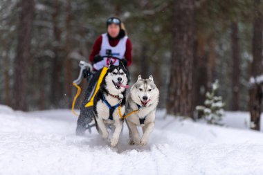 Kızak köpek yarışı. Husky kızak köpekleri takımı köpek mushe 'sinden bir kızak çeker.