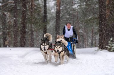 Kızak köpek yarışı. Husky kızak köpekleri takımı köpek mushe 'sinden bir kızak çeker.