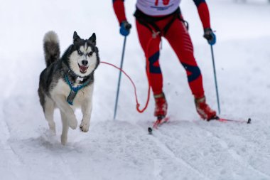 Kızak köpek kayağı. Husky kızağı köpek mantarı çekiyor. Spor şampanyası.