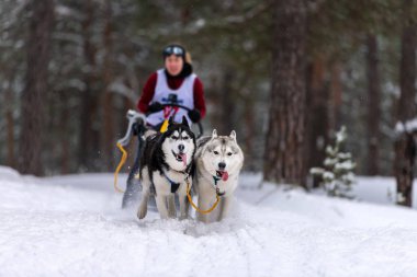 Kızak köpek yarışı. Husky kızak köpekleri takımı köpekli bir kızak çekiyor.