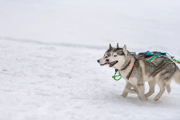 Corrida de cães de trenó. Husky trenó cães equipe no arnês correr e puxar o motorista do cão. Competição de campeonato desportivo de inverno . — Fotografia de Stock