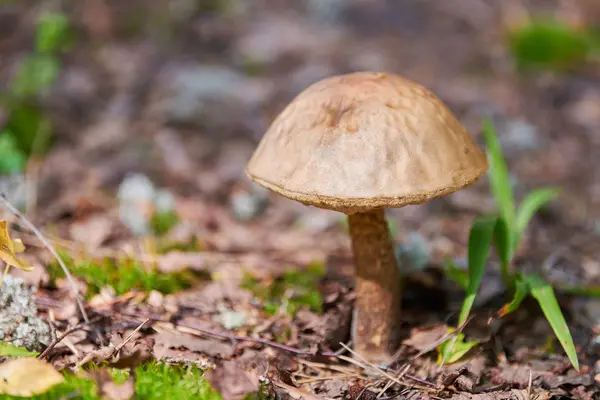 Leccinum versipelle hongo. Bolete de abedul naranja en el bosque de otoño. Recogida estacional de setas comestibles — Foto de Stock