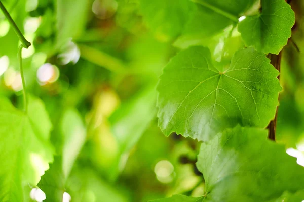 Grape leaves. Green vine leaves at sunny september day in vineyard. Soon autumn harvest of grapes for making wine, jam and juice. — Stock Photo, Image