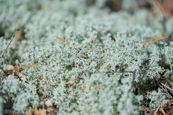 Lichene Cladonia rangiferina. Lichene grigio renna. Bellissimo muschio forestale di colore chiaro che cresce in climi caldi e freddi. Cervo, muschio di caribù . — Foto Stock