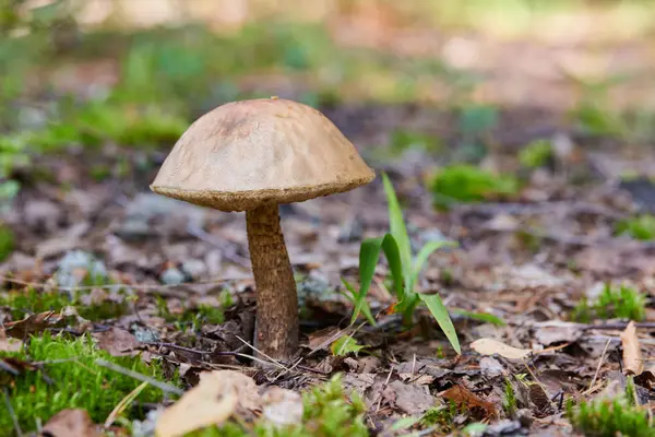 Leccinum versipelle hongo. Bolete de abedul naranja en el bosque de otoño. Recogida estacional de setas comestibles — Foto de Stock