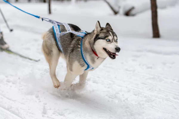 Husky trenó cães equipe no arnês correr e puxar o motorista do cão. Corrida de cães de trenó. Competição de campeonato desportivo de inverno . — Fotografia de Stock