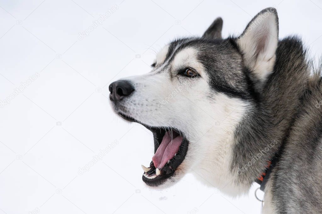 Husky dog barking portrait, winter snowy background. Funny pet on walking before sled dog training.