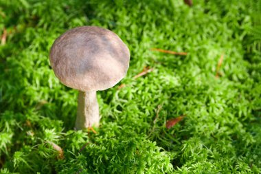 Huş ağacı mantarı, kopyalama alanı. Yosun içinde büyüyen yenilebilir mantar. Beyaz bataklık hayaleti. Yetersiz özümsenmiş yiyecek..