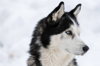 Husky köpek portresi, kış karlı arka plan. Kızak köpek eğitimi önce yürüyüş Komik evcil hayvan.