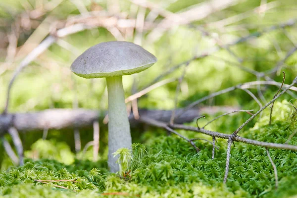 Champiñón de abedul, espacio para copiar. Hongos comestibles que crecen en musgo. Bolete fantasma de pantano blanco. Alimentos mal absorbidos . — Foto de Stock