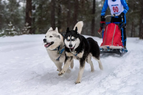 Sled dog racing. Husky sled dogs team in harness run and pull dog driver. Winter sport championship competition.