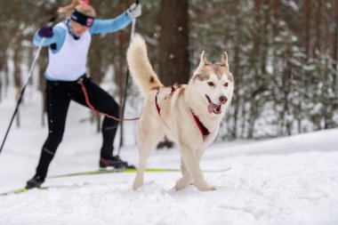 Kızak köpek kayağı. Husky kızağı köpek sürücüsü. Spor şampiyonası yarışması.