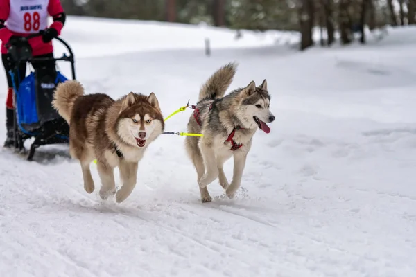 Schlittenhunderennen. Husky-Schlittenhunde laufen und ziehen Hundeführer. Wettbewerb zur Wintersport-Meisterschaft. — Stockfoto