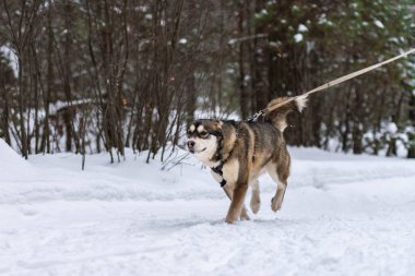 Kızak köpek kayağı. Husky kızağı köpek mantarı çekiyor. Spor şampiyonası yarışması.