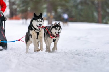 Kızak köpek yarışı. Husky kızak köpekleri takım koşu ve köpek sürücüsü çekin. Kış sporları şampiyonası yarışması.
