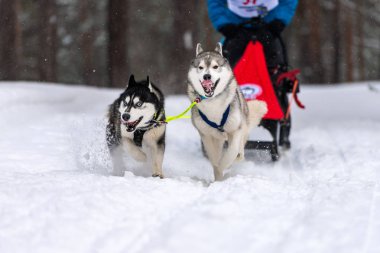 Kızak köpek yarışı. Husky kızak köpekleri takım koşu ve köpek sürücüsü çekin. Kış sporları şampiyonası yarışması.