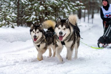 Kızak köpek yarışı. Husky kızak köpekleri takım koşu ve köpek sürücüsü çekin. Kış sporları şampiyonası yarışması.