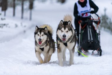 Kızak köpek yarışı. Husky kızak köpekleri takım koşu ve köpek sürücüsü çekin. Kış sporları şampiyonası yarışması.