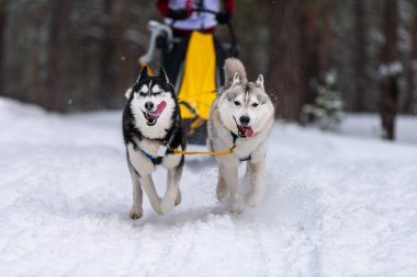 Kızak köpek yarışı. Husky kızak köpekleri takım koşu ve köpek sürücüsü çekin. Kış sporları şampiyonası yarışması.