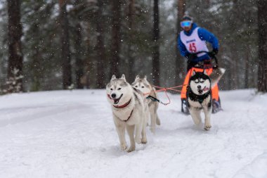 Kızak köpek yarışı. Husky kızak köpekleri takımı köpek musher ile kızak çekiyor. Kış yarışması.
