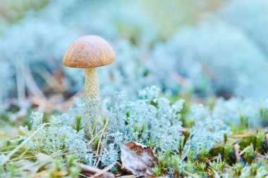 Küçük Leccinum versipelle mantarı yosun rengi Cladonia rangiferina. Güz ormanlarında güzel portakal ağaçları filizlenir..