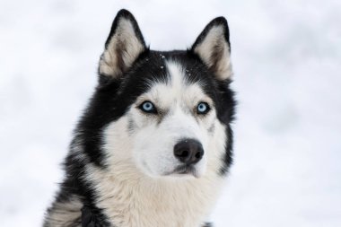 Husky köpek portresi, kış karlı arka plan. Kızak köpek eğitimi önce yürüyüş Komik evcil hayvan.