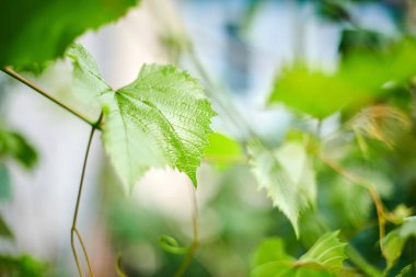 Üzüm yaprakları. Üzüm bağında, güneşli bir günde yeşil sarmaşık yaprakları. Yakında şarap, reçel ve meyve suyu yapmak için üzüm hasadı yapılacak..