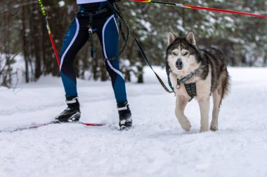 Kızak köpek kayağı. Husky kızağı köpek mantarı çekiyor. Spor şampiyonası yarışması.
