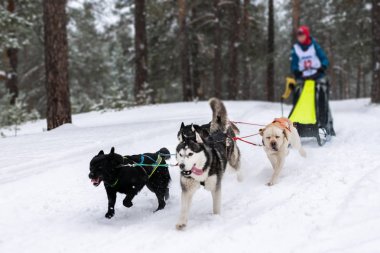 Kızak köpek yarışı. Husky kızak köpekleri takımı köpek musher ile kızak çekiyor. Kış yarışması.