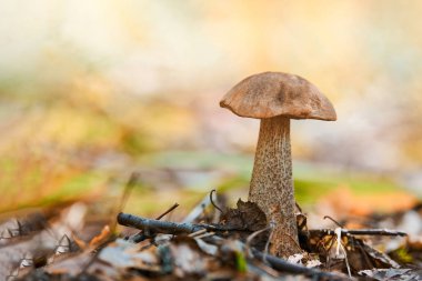 Leccinum versipelle mushroom. Orange birch bolete in autumn forest. Seasonal collection of edible mushrooms
