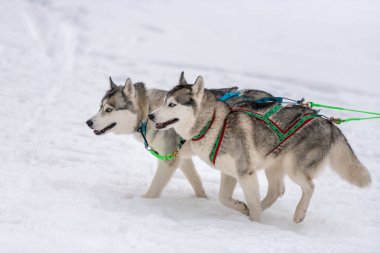Kızak köpek yarışı. Husky kızak köpekleri takım koşu ve köpek sürücüsü çekin. Kış sporları şampiyonası yarışması.