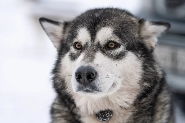 Husky hund porträtt, vinter snöiga bakgrund. Rolig sällskapsdjur på gående framför släde hund bildning. — Stockfoto