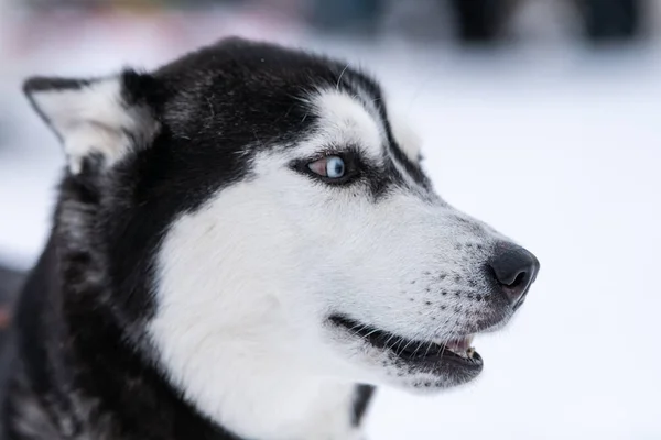 Funny Husky hund porträtt, vinter snöiga bakgrund. Slag lydiga sällskapsdjur på gående framför släde hund bildning. Vackra blå ögon. — Stockfoto