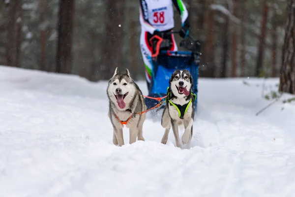 Sled dog racing. Husky sled dogs team in harness run and pull dog driver. Winter sport championship competition.