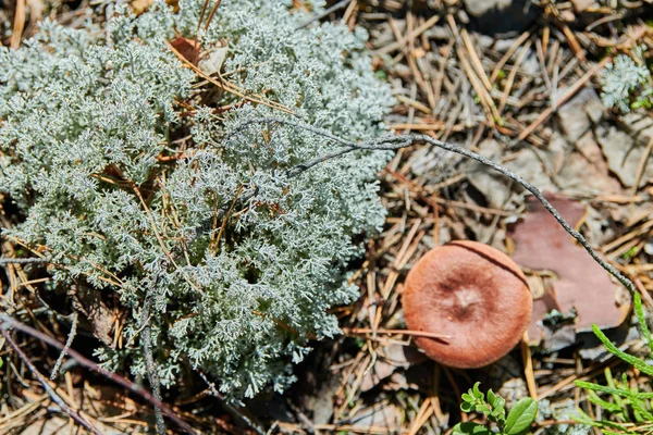 Lichen Cladonia rangiferina. Líquen cinzento de rena. Bonito musgo de floresta de cor clara crescendo em climas quentes e frios. Cervos, musgo caribou . — Fotografia de Stock